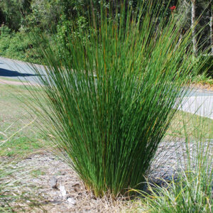 Juncus usitatus
