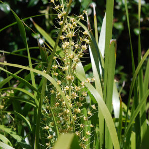Lomandra Hystrix - Image 4