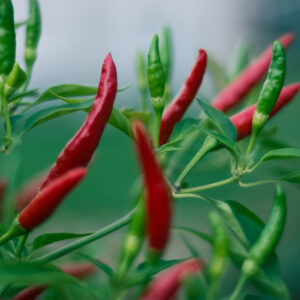 Chilli - Image 2