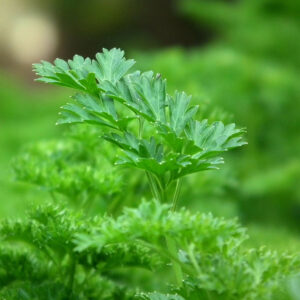 Parsley - Image 2