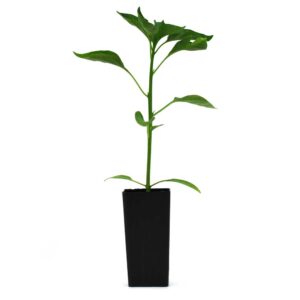 Chilli - Image 3