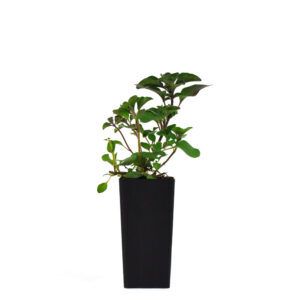 Oregano