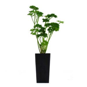 Parsley