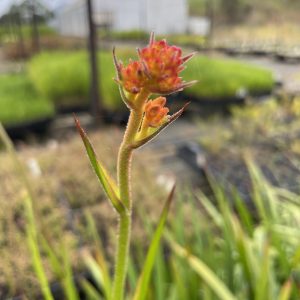 Kangaroo Paw Anigozanthos 'Orange Cross' - Image 2