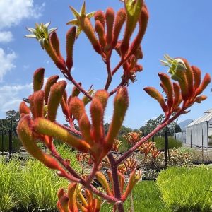 Kangaroo Paw Anigozanthos 'Orange Cross'