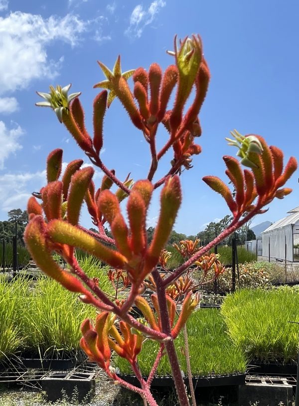 Kangaroo Paw Anigozanthos 'Orange Cross'