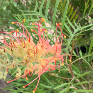 Grevillea superb