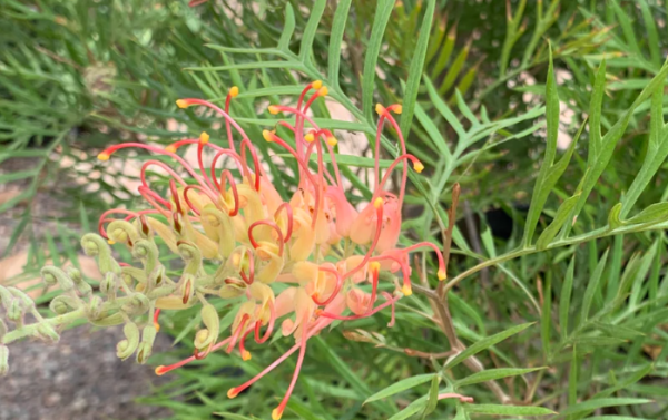 Grevillea superb
