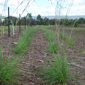 Themeda triandra