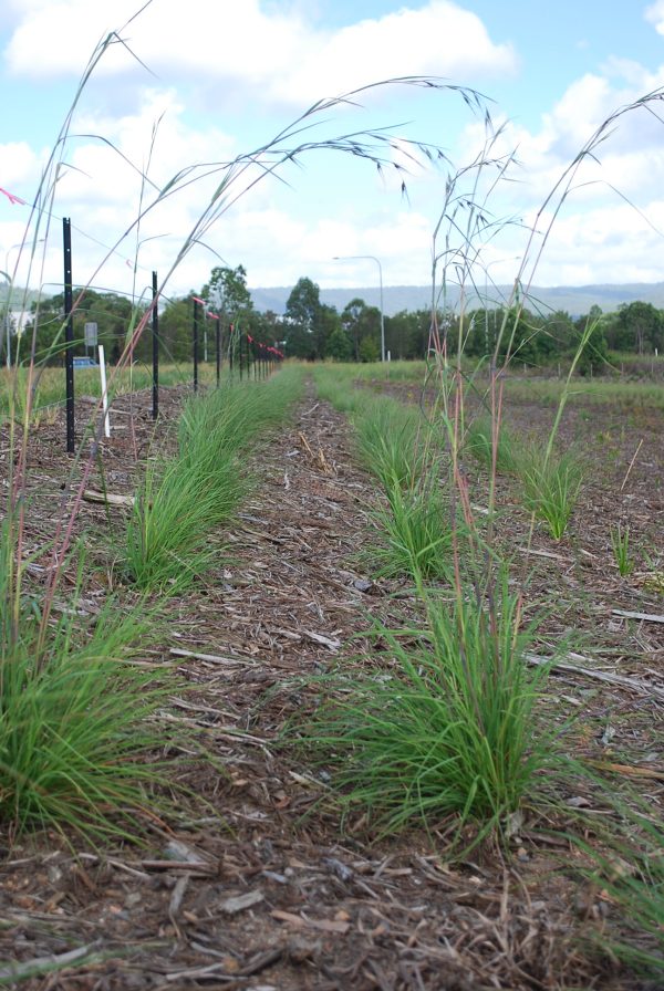 Themeda triandra