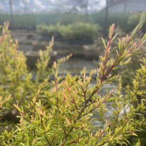 Leptospermum Pacific Beauty