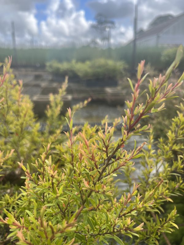 Leptospermum Pacific Beauty