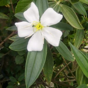 Melastoma Alba