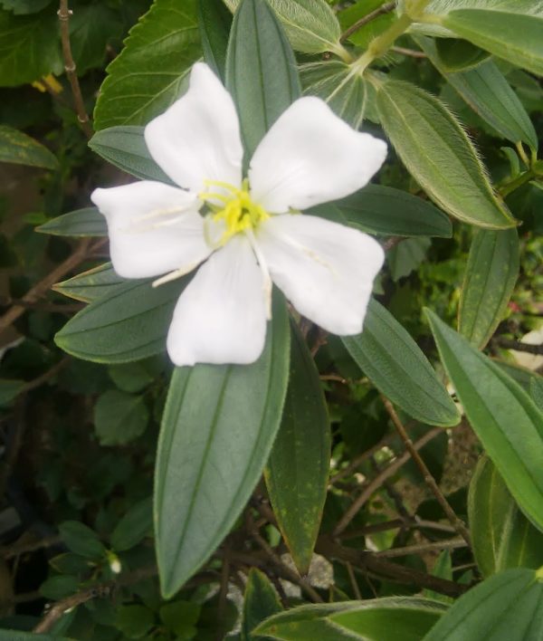 Melastoma Alba