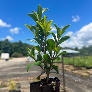 Syzygium Aussie Compact