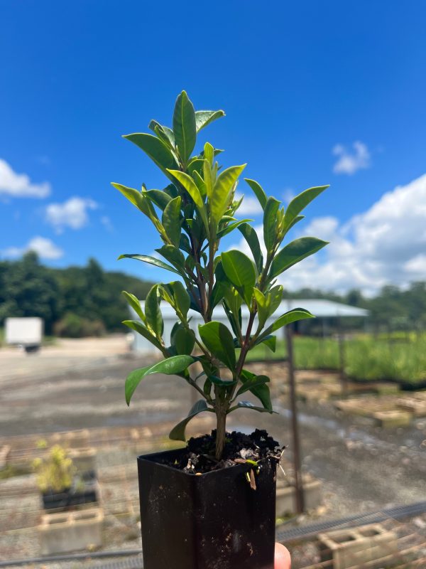 Syzygium Aussie Compact