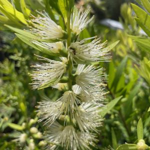 Callistemon Wilderness White - Image 3