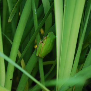 Lomandra Hystrix