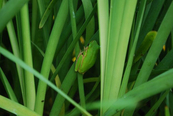 Lomandra Hystrix