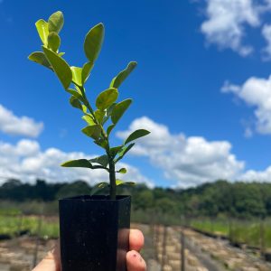 Kaffir Lime