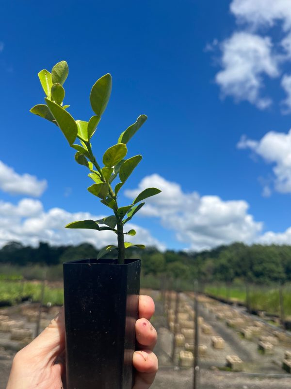 Kaffir Lime