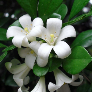 Murraya paniculata