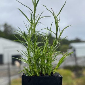 Baloskion terraphyllum