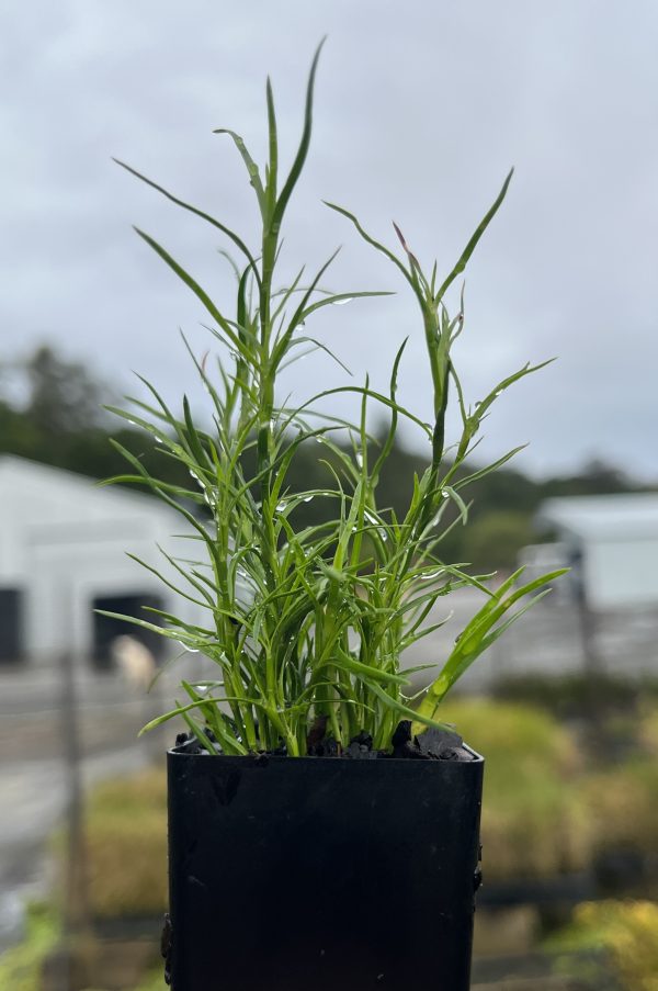 Baloskion terraphyllum