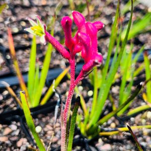 Kangaroo Paw Bush Pearl