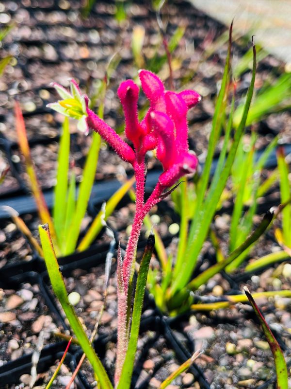 Kangaroo Paw Bush Pearl